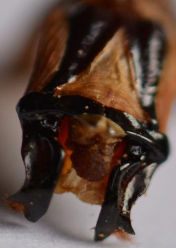 Parachilia bufo